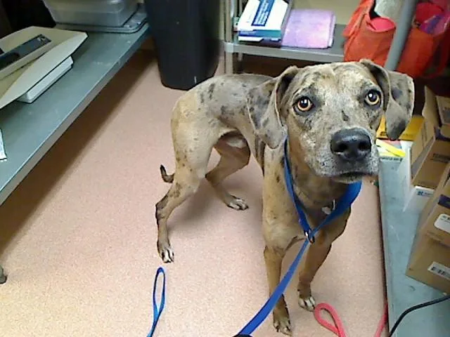 A young medium-sized male Catahoula Leopard Dog dog named Pepper for adoption in Cookeville, TN