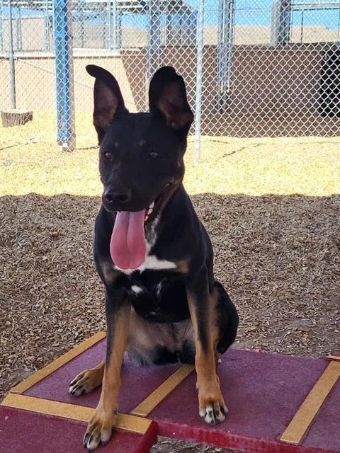 A young medium-sized female German Shepherd Dog dog named Starburst for adoption in Albuquerque, NM