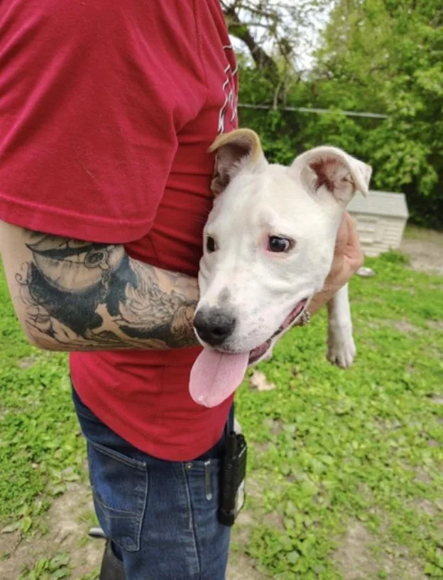A young medium-sized female White / Cream Mixed Breed dog named Athena for adoption in Terre Haute, IN