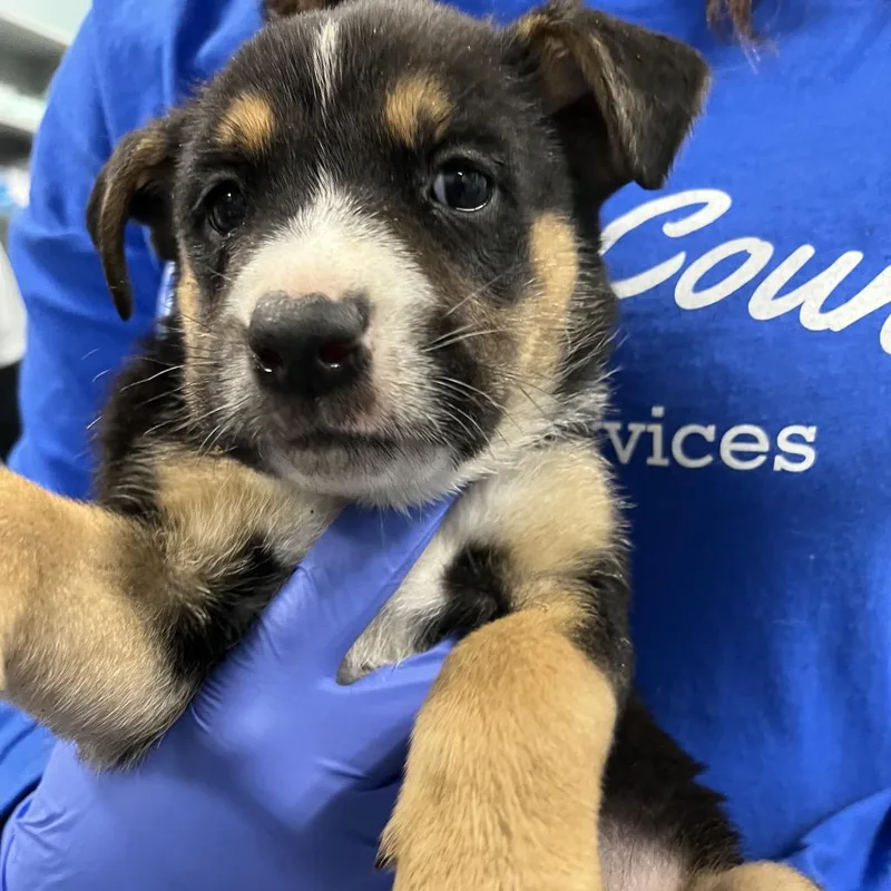 A baby medium-sized female Black Shepherd dog named Naboo for adoption in Greensboro, NC