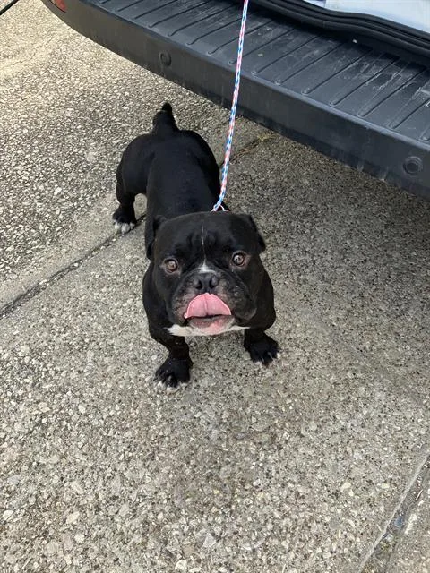 A young large-sized male American Bulldog dog named Clyde for adoption in Dallas, TX