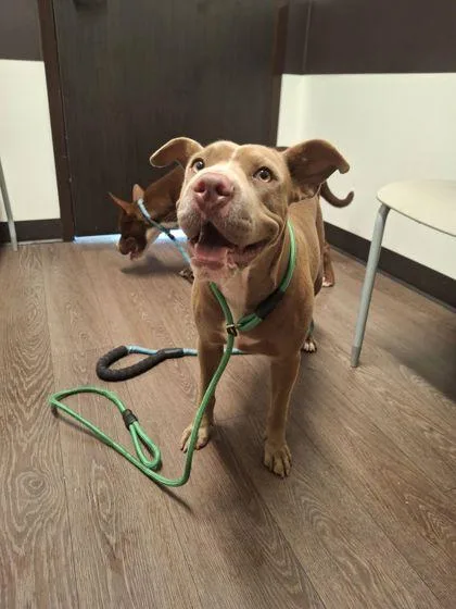 An adult medium-sized female Mixed Breed dog named Helena for adoption in Atlanta, GA