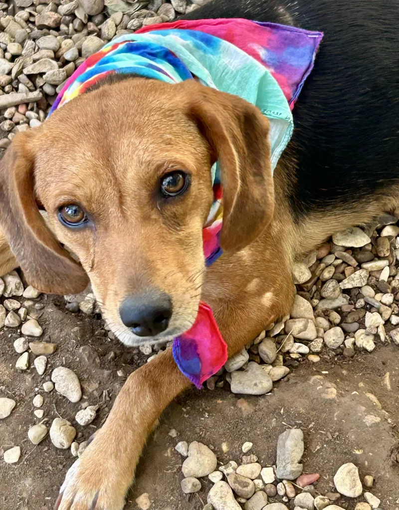 A young medium-sized female Brown / Chocolate Beagle dog named Remi for adoption in Okolona, MS