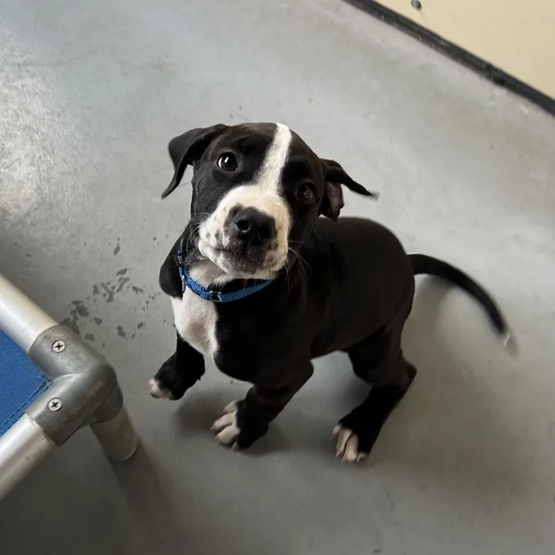 A baby small-sized female White / Cream Mixed Breed dog named Citrine for adoption in Lake Panasoffkee, FL