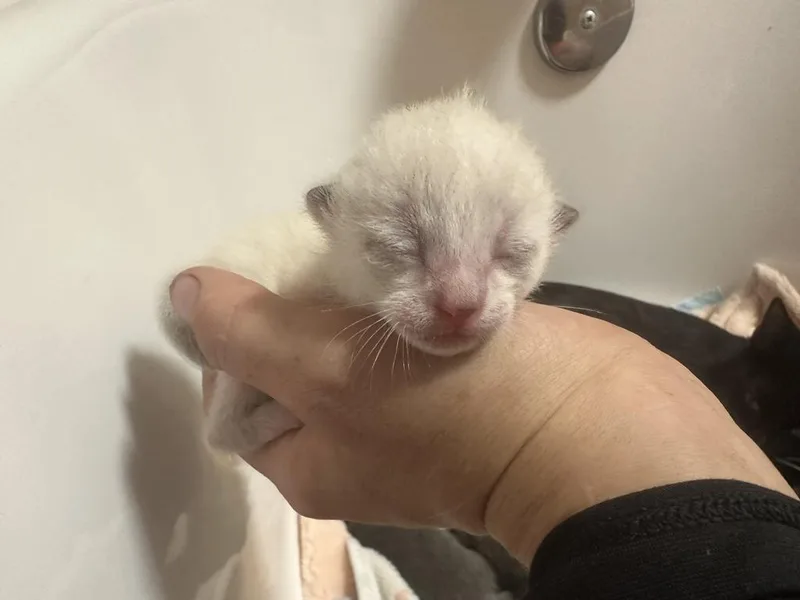 A baby medium-sized female Domestic Short Hair cat named Coconut for adoption in Tampa, FL