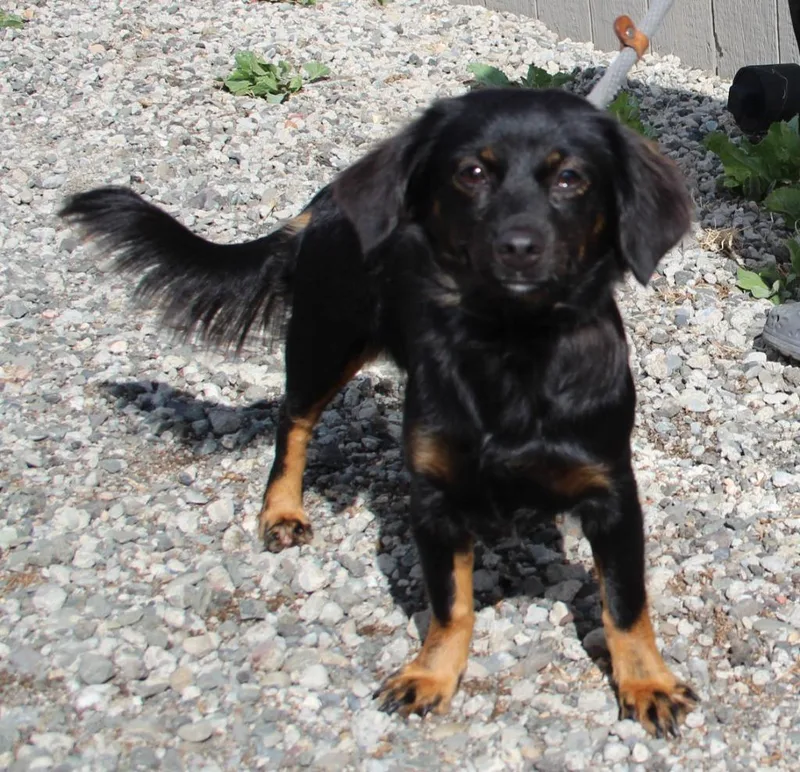 A baby small-sized female Dachshund dog named Vida for adoption in Vacaville, CA
