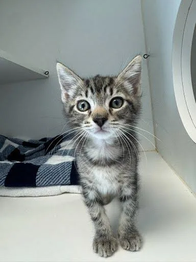 A baby small-sized male Brown / Chocolate Domestic Short Hair cat named Shelly for adoption in Oakland, CA