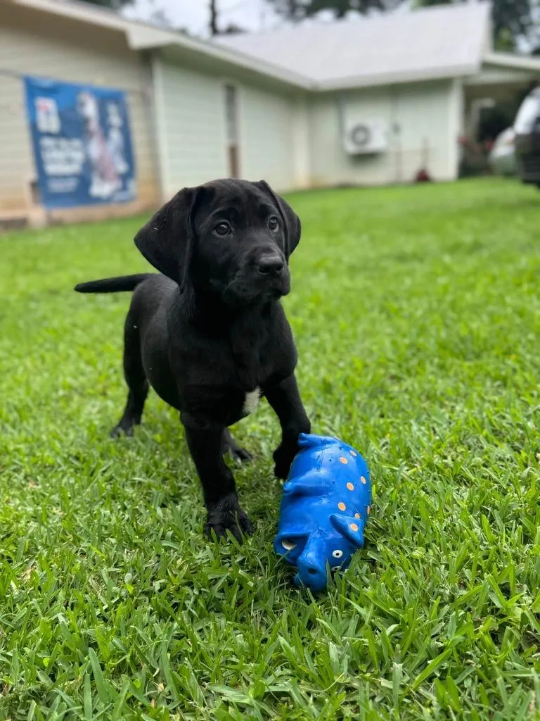 A baby large-sized female Mixed Breed dog named Lorraine for adoption in Fond Du Lac, WI