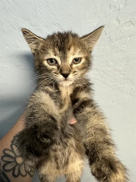 A baby small-sized female Domestic Short Hair cat named Dusk for adoption in Bakersfield, CA