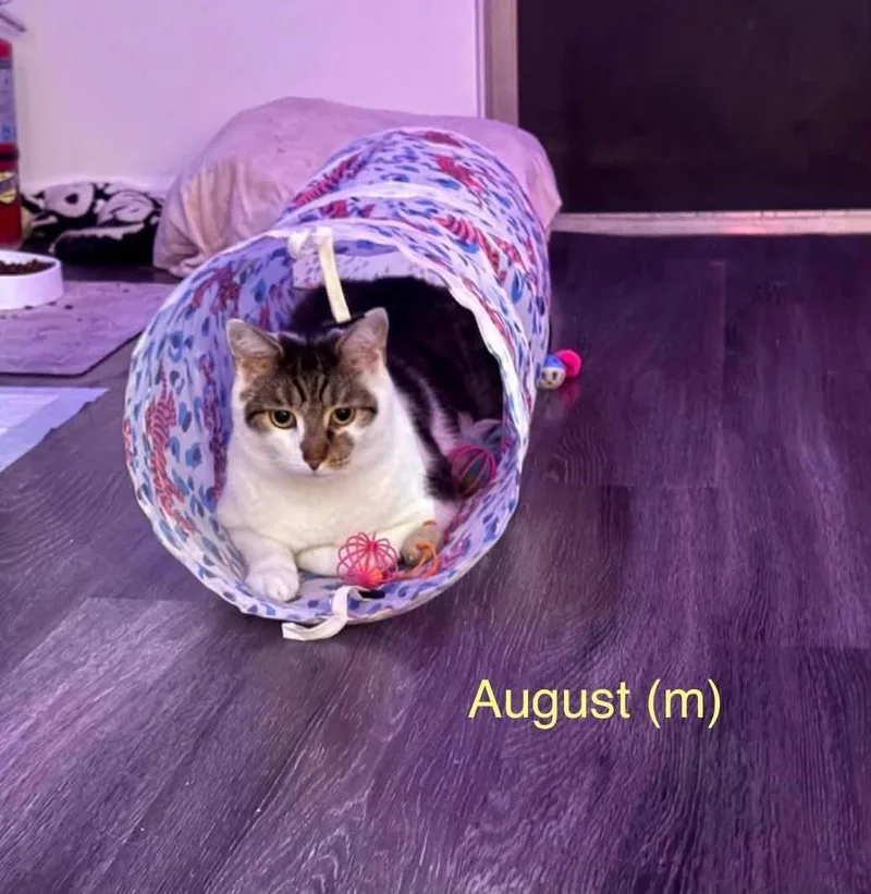 An adult small-sized female Calico cat named Mango for adoption in Clarksville, TN