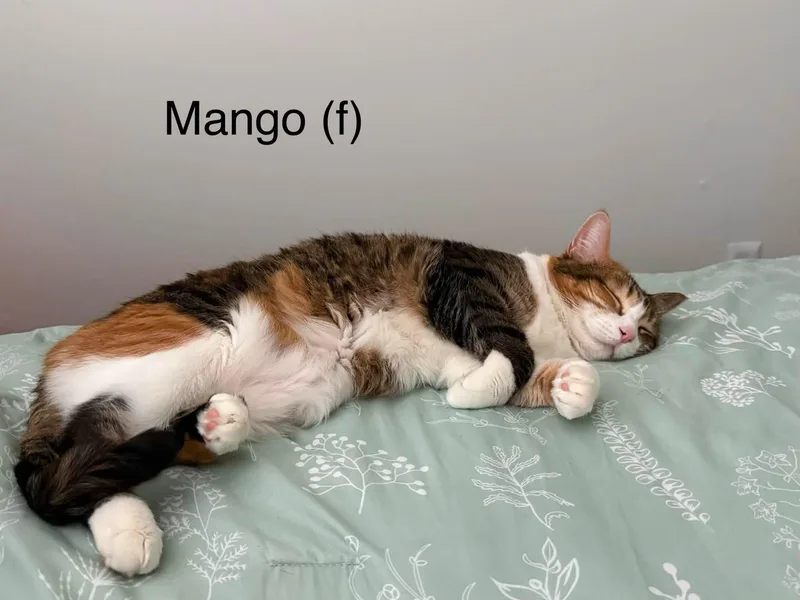 Mango thumbnail 5