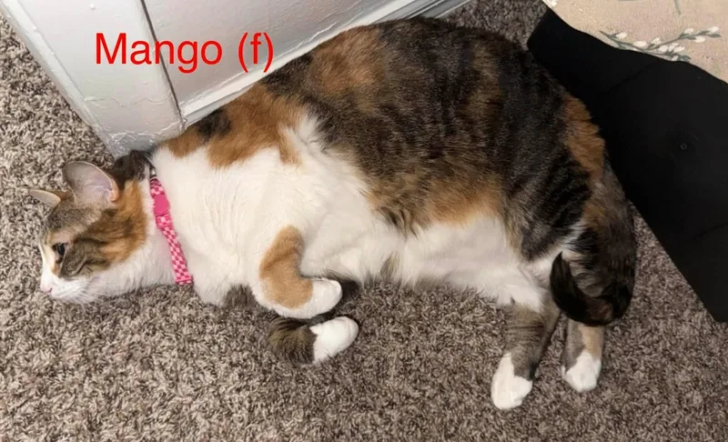 Mango thumbnail 6