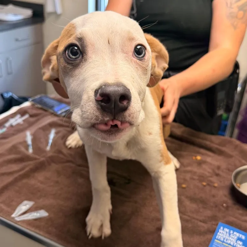 A young medium-sized male White / Cream Mixed Breed dog named Coconut Berry for adoption in Red House, WV