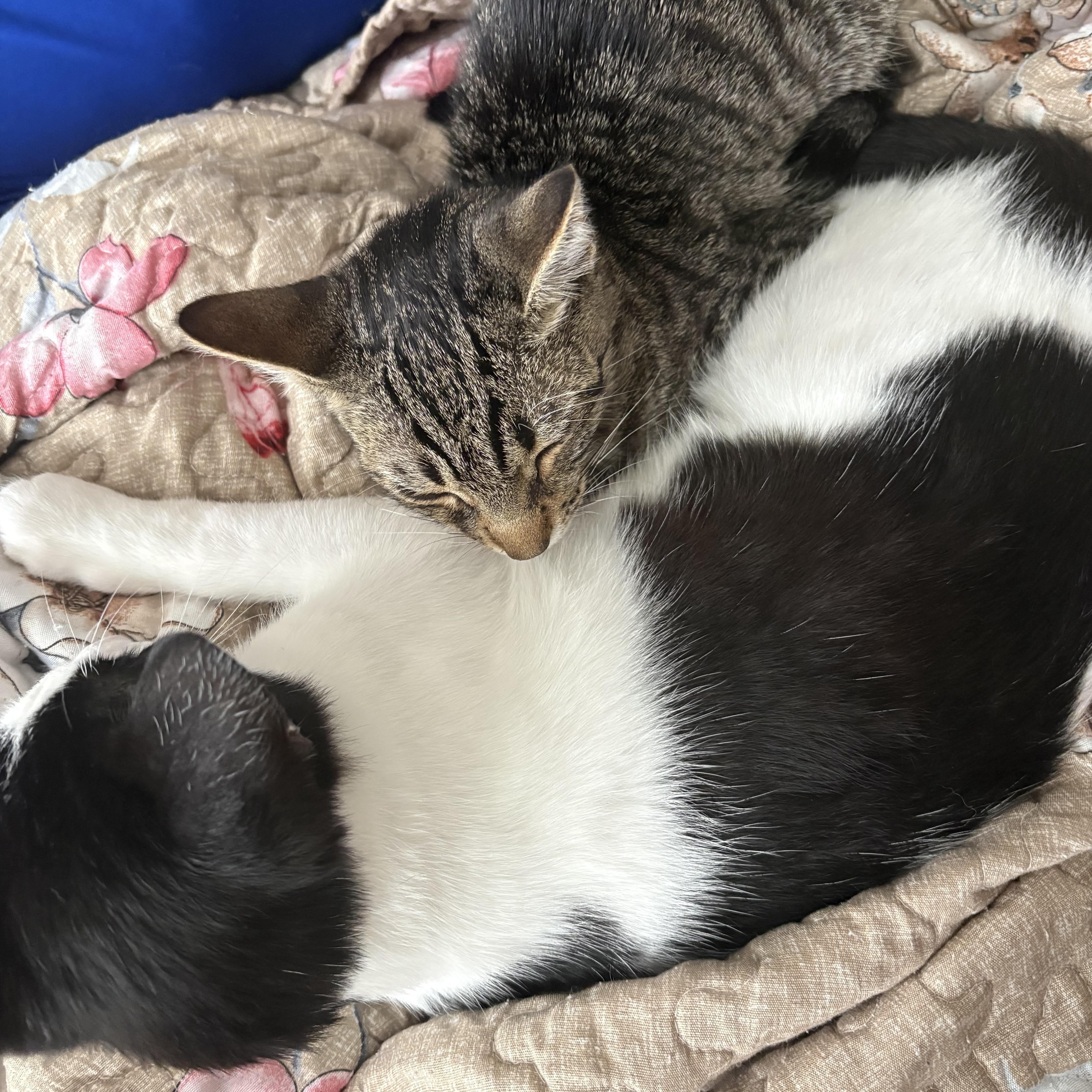 A baby medium-sized male Tabby (Brown / Chocolate) Domestic Short Hair cat named Ratatouille & Skittles for adoption in Liverpool, TX