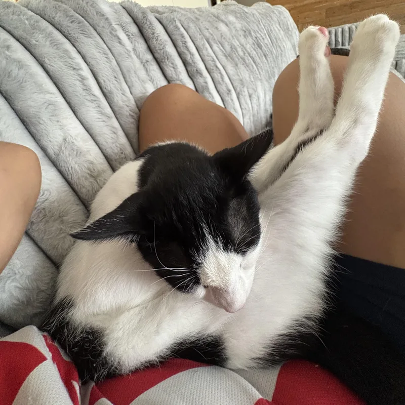 Ratatouille & Skittles thumbnail 5