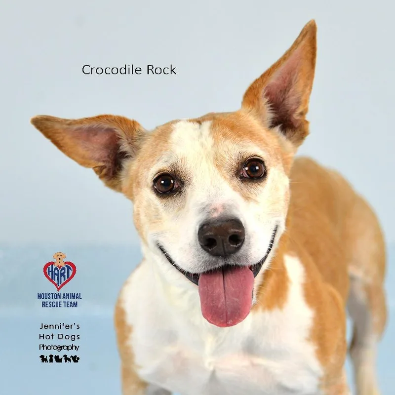 Crocodile Rock thumbnail 2