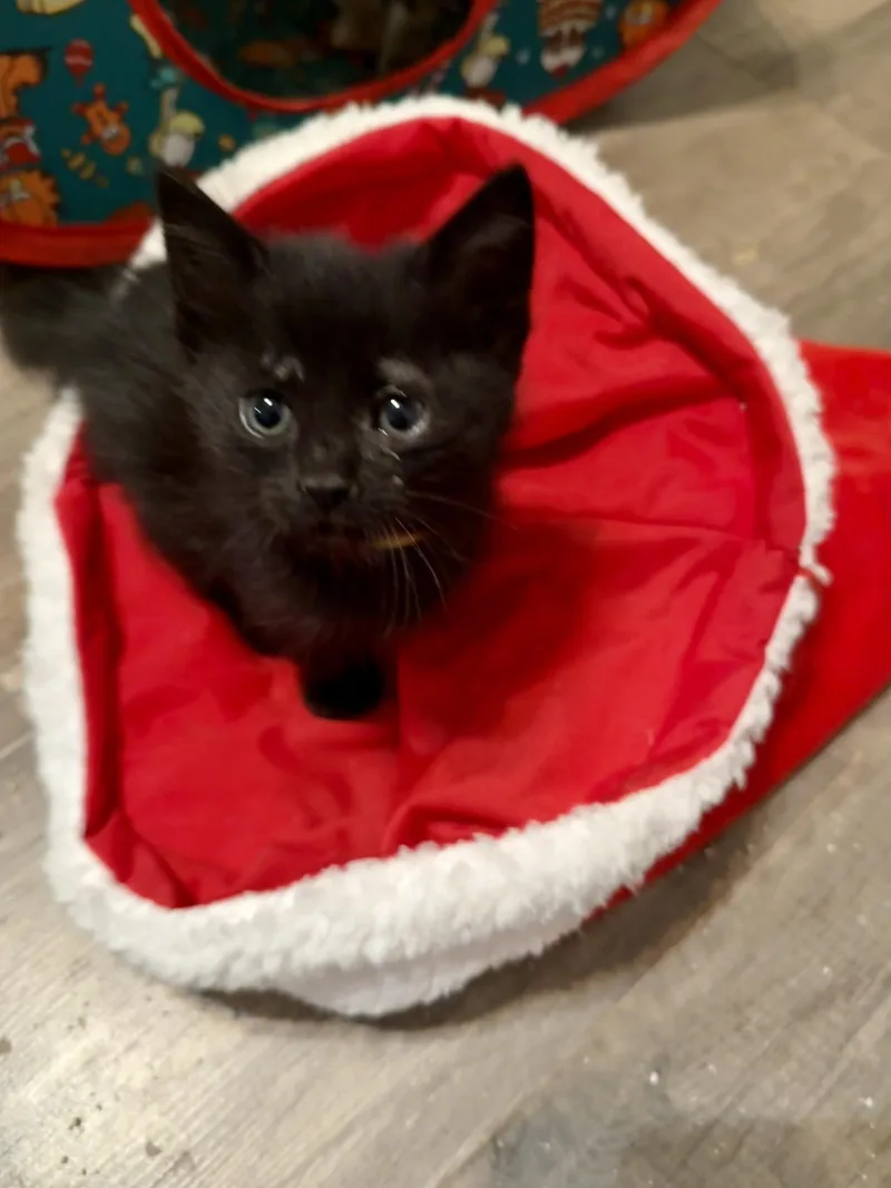 A baby medium-sized male Black Domestic Short Hair cat named Hershey for adoption in Snyder, TX