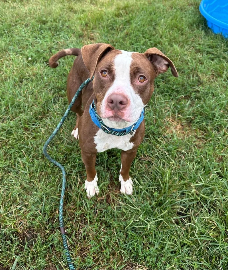 A young medium-sized female Terrier dog named Lyra for adoption in South Bend, IN