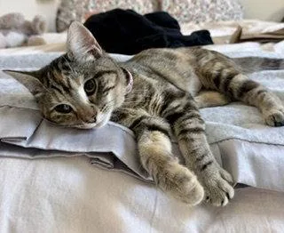 A baby medium-sized female Tabby cat named Miss Maple for adoption in San Luis Obispo, CA