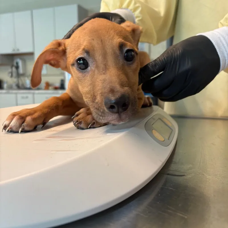 A baby small-sized female Yellow / Tan / Blond / Fawn Mixed Breed dog named Darling for adoption in Huntington, WV
