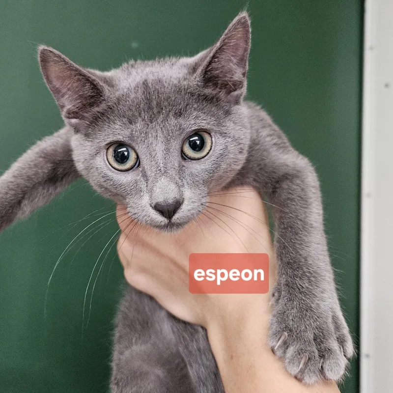 A baby medium-sized female Gray & White Domestic Short Hair cat named Eeveelutions Litter for adoption in The Dalles, OR