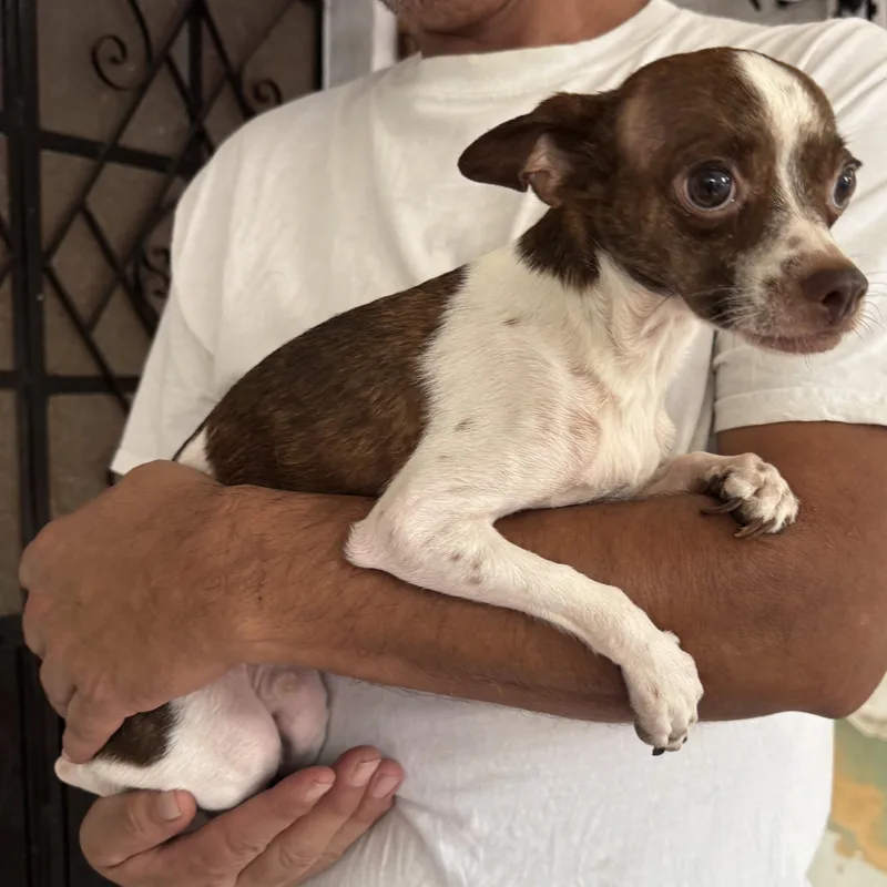 A young small-sized male White / Cream Chihuahua dog named Luca for adoption in Manvel, TX