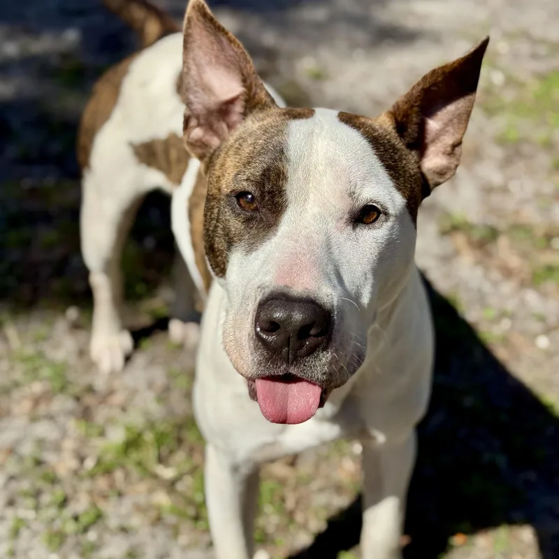 A young medium-sized male Pit Bull Terrier dog named Brody for adoption in Maitland, FL