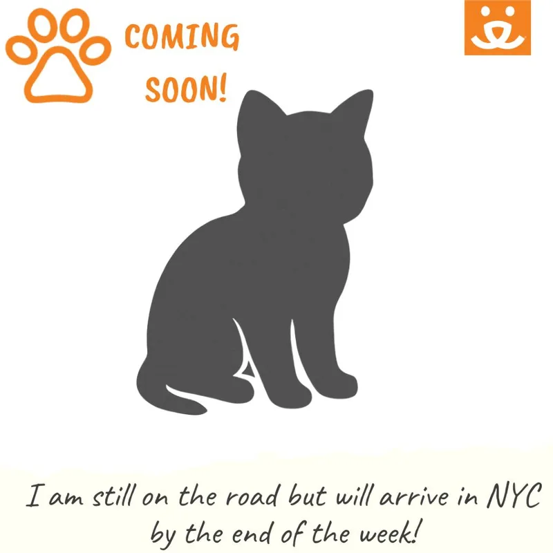 An adult large-sized male Black Domestic Short Hair cat named Buttons for adoption in New York, NY
