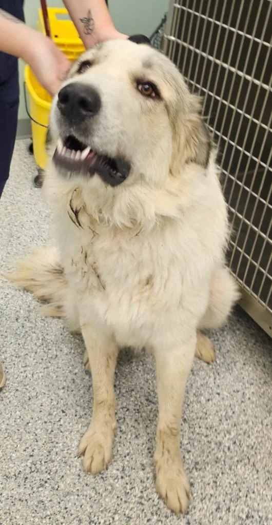 A young extra large-sized male Terrier dog named Biscuit for adoption in Athens, TN