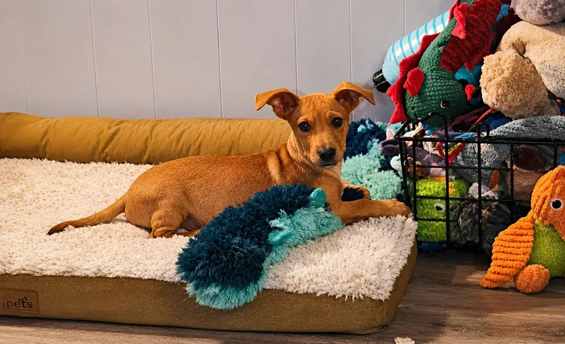 A baby small-sized male Golden Chiweenie dog named Peanut for adoption in Uxbridge, MA
