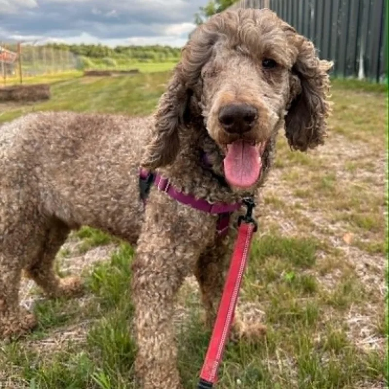 An adult medium-sized male Poodle dog named Giblet Meet me on for adoption in Hartland, WI
