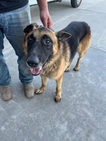 An adult large-sized male German Shepherd Dog dog named Mr. Bubbles for adoption in Fresno, CA