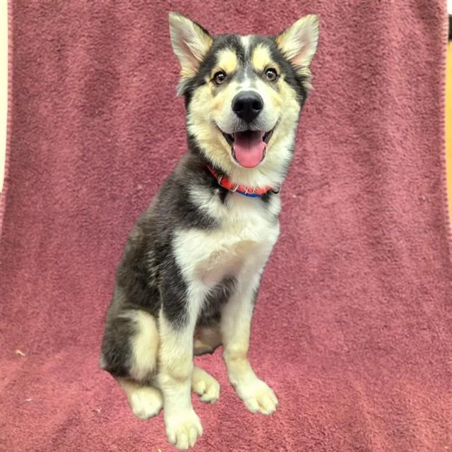 A baby medium-sized male Siberian Husky dog named Juarez for adoption in Long Beach, CA