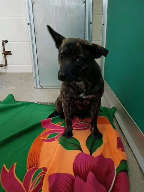 A young medium-sized female Mixed Breed dog named Meadow for adoption in Newton, NC