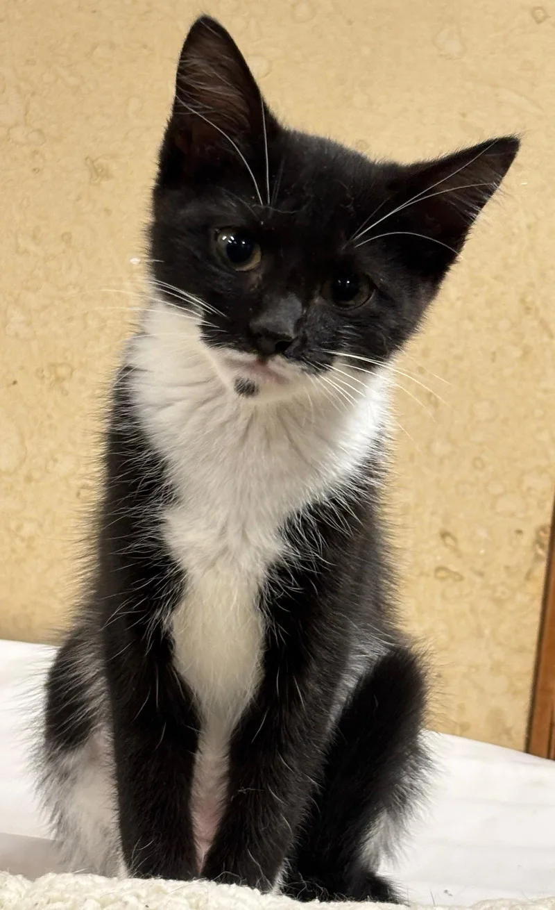 A baby medium-sized female Black & White / Tuxedo Domestic Short Hair cat named Howler for adoption in Forest, VA