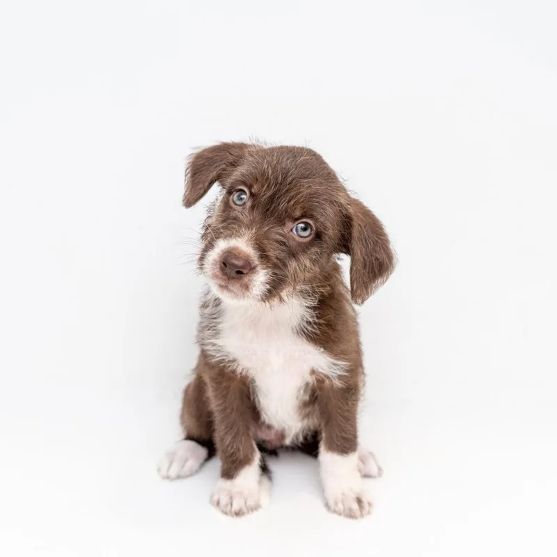 A baby medium-sized female Brown / Chocolate Mountain Cur dog named Lola Bunny for adoption in New York, NY