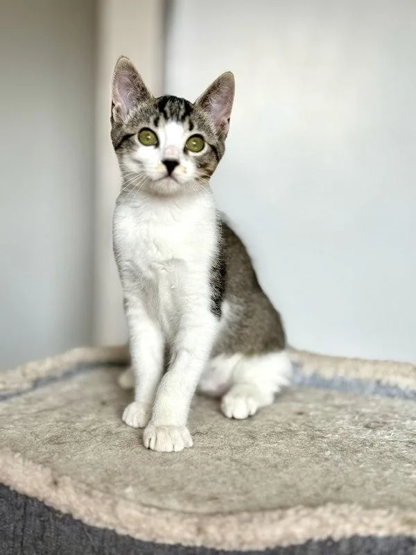 A baby small-sized female Domestic Short Hair cat named Betty for adoption in Bonsall, CA