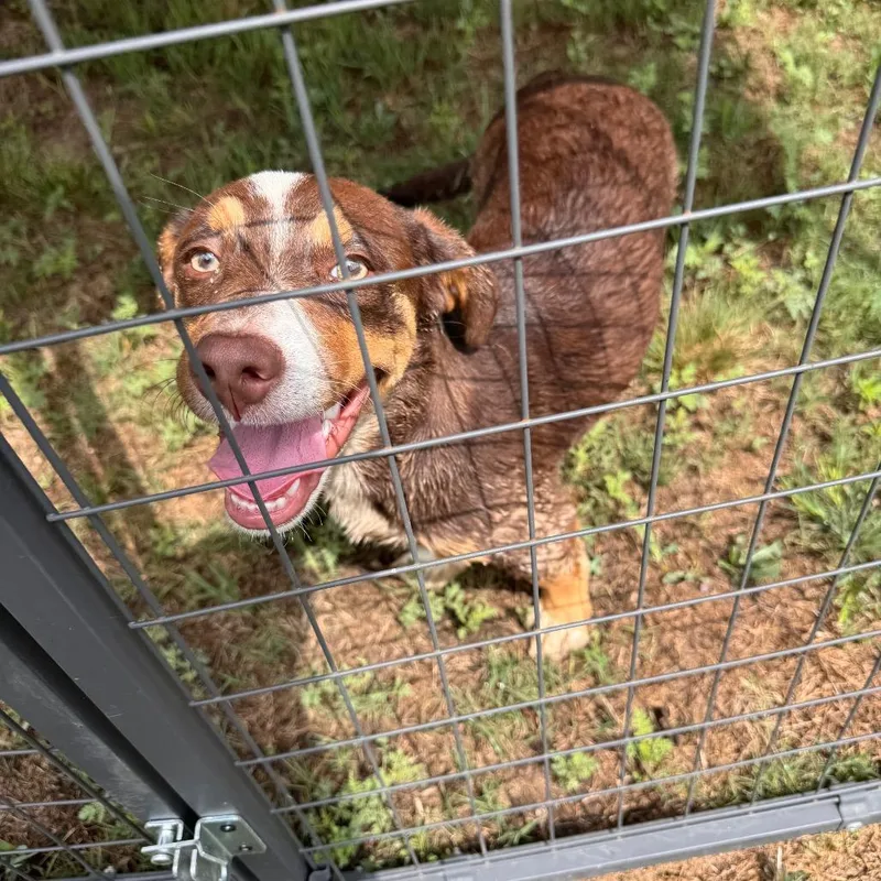 A baby medium-sized male Brown / Chocolate Australian Shepherd dog named Lucky for adoption in San Antonio, TX