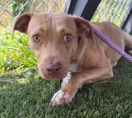 A young medium-sized female Mixed Breed dog named Arizona for adoption in Columbia, SC