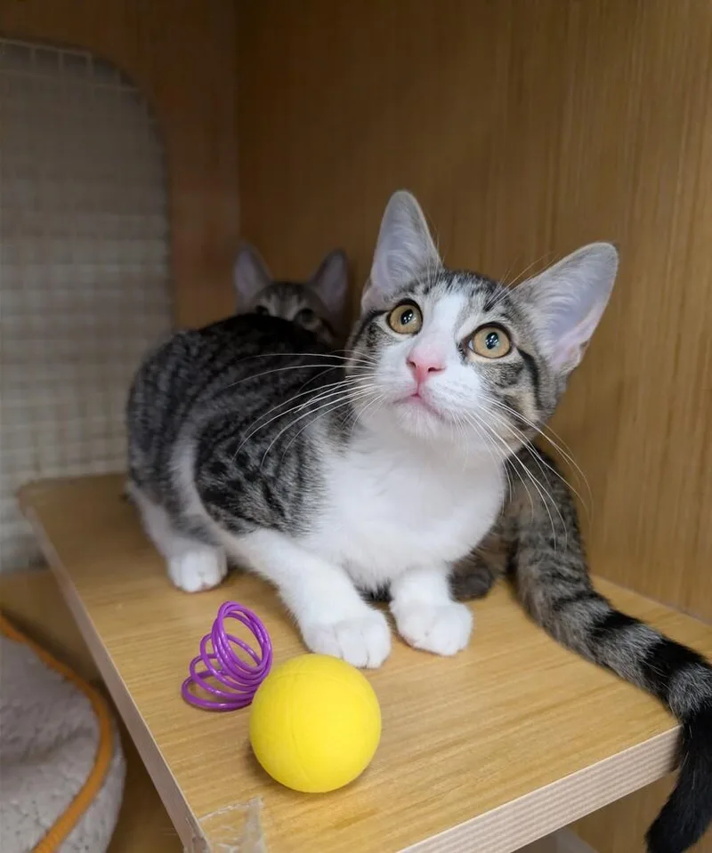 A baby small-sized female Domestic Short Hair cat named Celestina for adoption in Dallas, TX