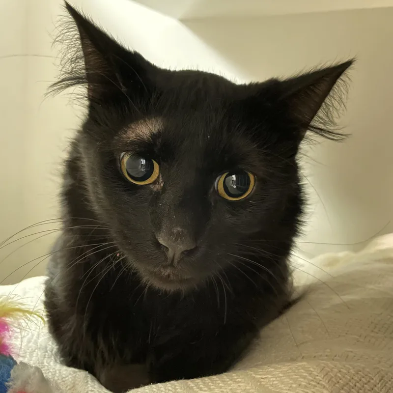 A young medium-sized male Black Domestic Medium Hair cat named Momma's Boy for adoption in West Swanzey, NH