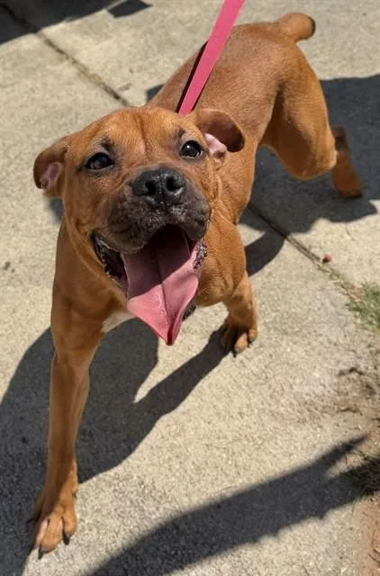 A young small-sized male Pit Bull Terrier dog named Steele for adoption in Augusta, GA