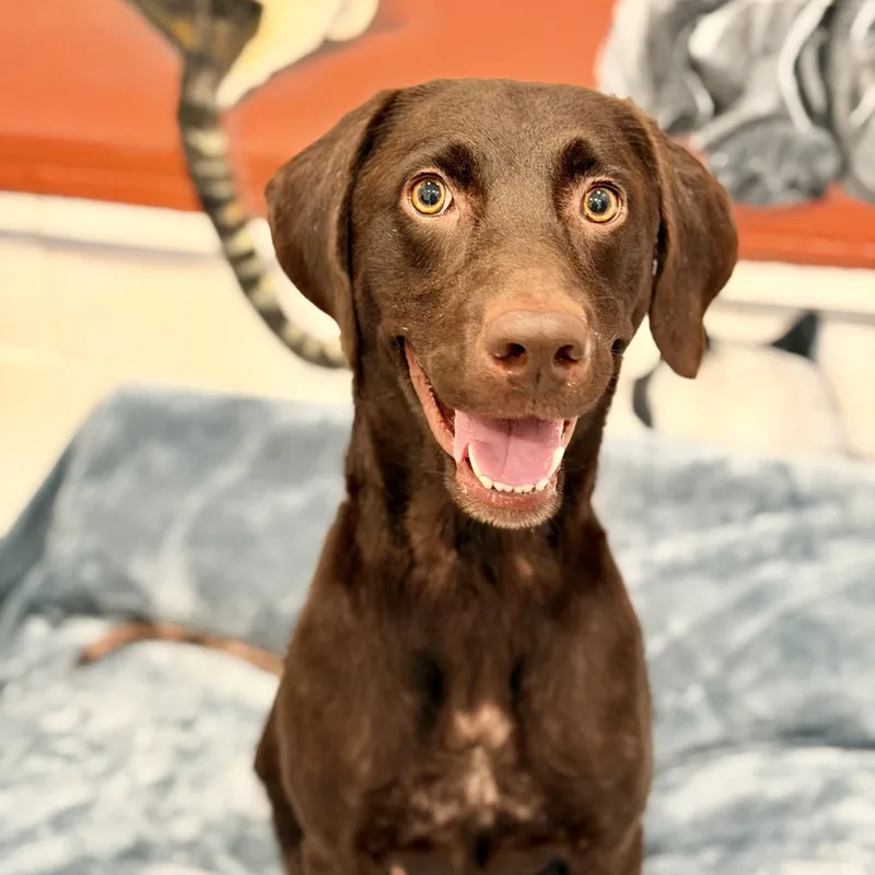 Daphne