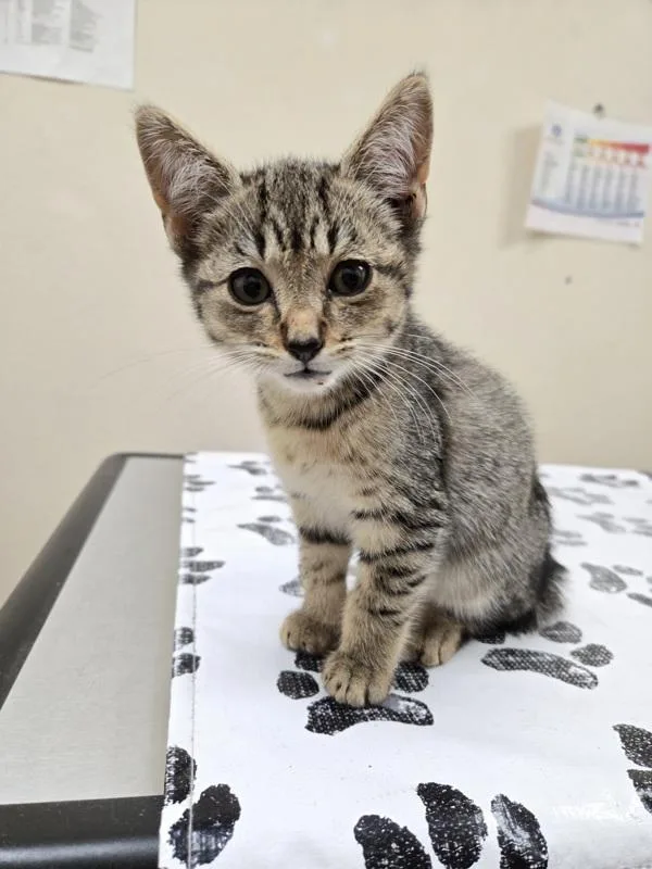 A baby small-sized male Domestic Short Hair cat named Mr. Worldwide for adoption in Kennewick, WA