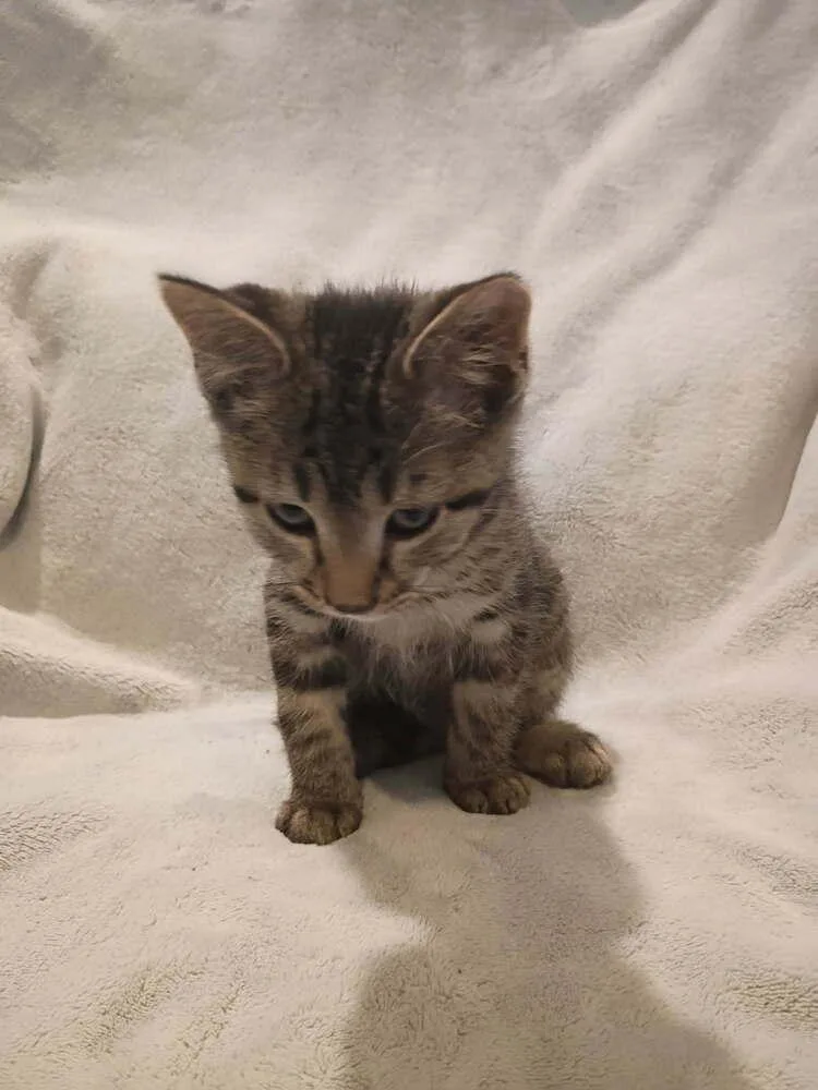 A baby small-sized male Gray / Blue / Silver Domestic Short Hair cat named Crunchwrap Supreme for adoption in Metamora, IL