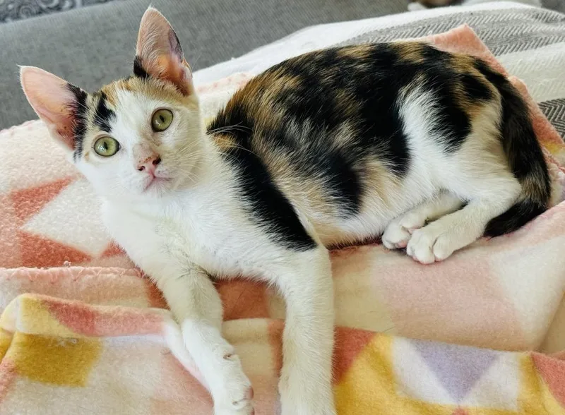 A baby small-sized female Domestic Short Hair cat named Lucy for adoption in HUNTINGTON BEACH, CA