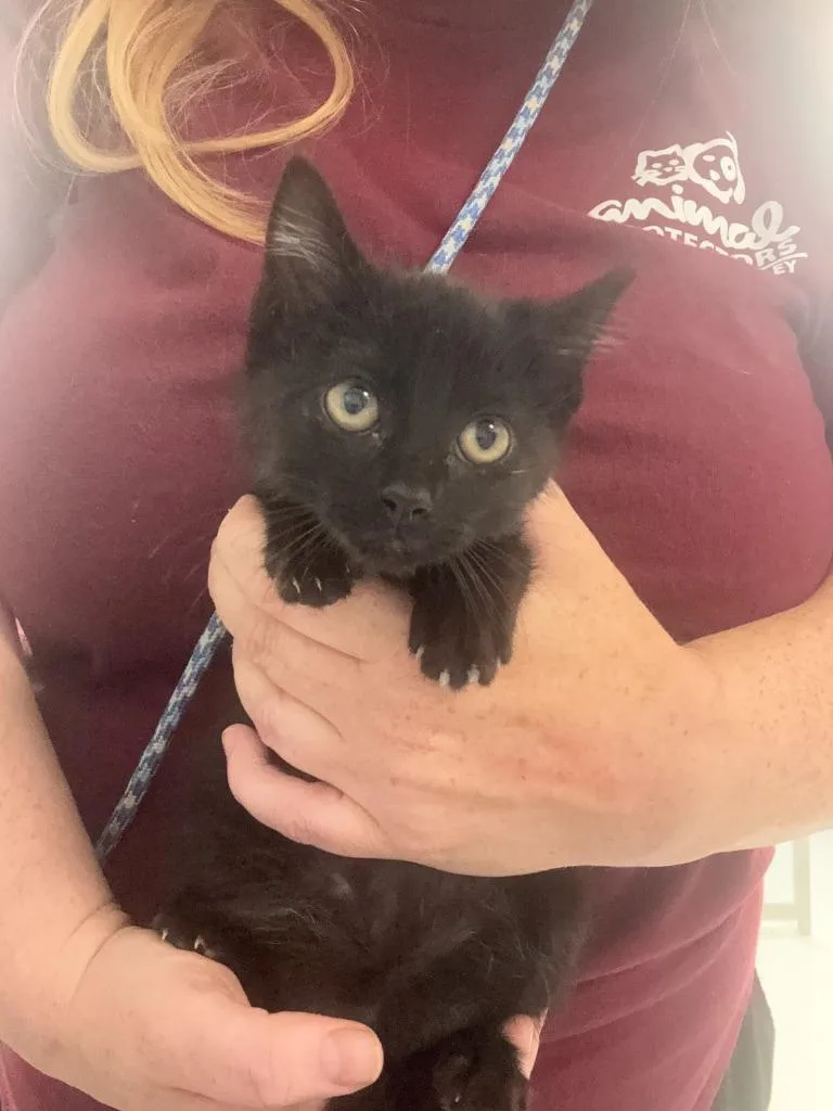 A baby small-sized female Domestic Short Hair cat named Natasha for adoption in New Kensington, PA