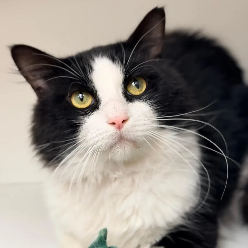 A young large-sized male Black Domestic Short Hair cat named Oscar for adoption in Champaign, IL