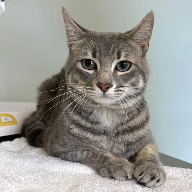 A young medium-sized male Domestic Short Hair cat named Nico for adoption in Cumming, GA