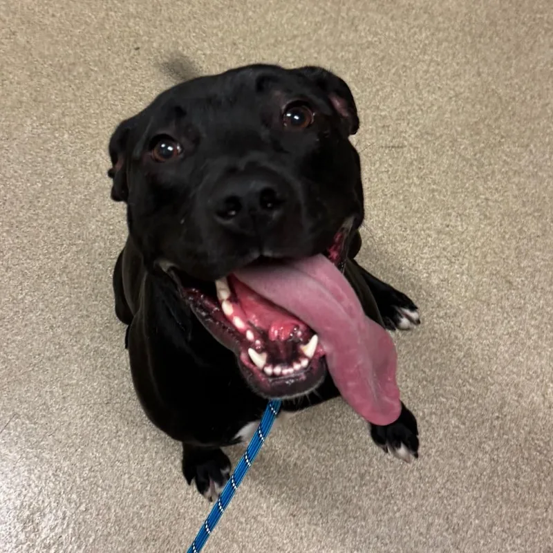 An adult medium-sized male Pit Bull Terrier dog named Goober for adoption in Bristol, IN